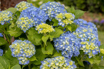 Light blue hydrangea blooms with pale yellow buds in garden