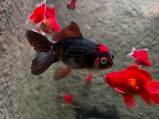 Black and Red Oranda Goldfish Swimming in Aquarium with Red Fancy Goldfish
