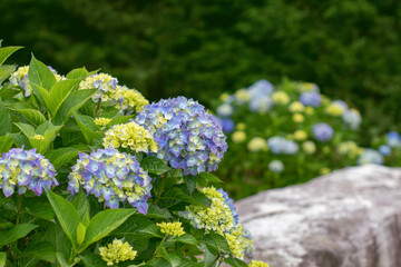 Vibrant hydrangea bushes with blue purple blooms and yellow buds in garden