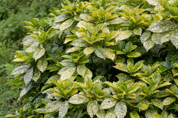 Aucuba japonica ornamental shrub for landscaping. Variegated spotted laurel bush.