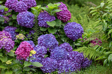 Huge purple hydrangea macrophylla blooms surrounded by lush ferns in garden