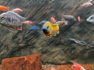 Vibrant African Yellow Peacock Cichlid Fish Swimming in Freshwater Aquarium with Natural Rock Background