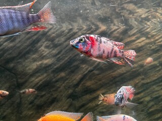 Vibrant OB Peacock Cichlid Fish Swimming in a Freshwater Aquarium with Natural Rock Background