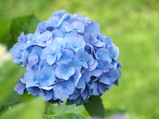 植物　風景　花　自然　