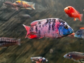 Vibrant OB Peacock Cichlid Fish Swimming in a Freshwater Aquarium with Natural Rock Background