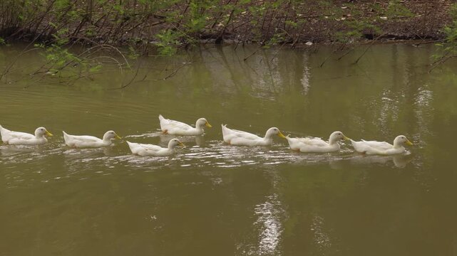 slow motion of group of white duck swimming on a rural pond