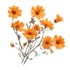 Flowers with orange petals and green stems arranged naturally on a plain white surface