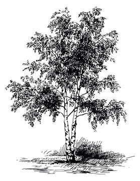 Hand drawn line art illustration of a birch tree depicting its distinctive bark and abundant leaves for nature and landscape design