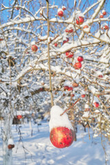 Apple covered with snow in an orchard on a sunny winter day, selective focus.