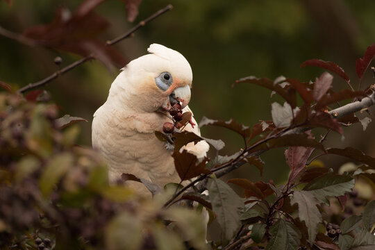 A white Little Corella bird is eating berries from a tree