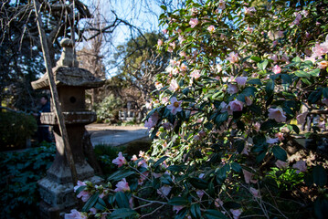 鎌倉2612　宝戒寺10　山茶花