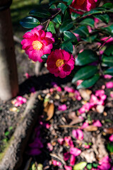 鎌倉2612　宝戒寺8　椿