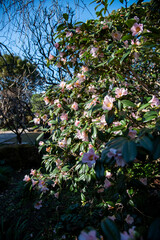 鎌倉2612　宝戒寺7　山茶花