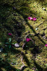 鎌倉2612　宝戒寺9　椿