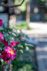 鎌倉2612　宝戒寺1　椿