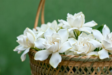 White Gardenia Flowers in Woven Basket with Soft Green Background by generative AI technology