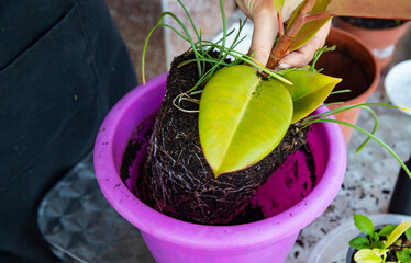repotting indoor plant with developed root system