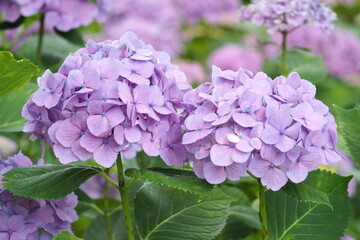 植物　風景　花　公園