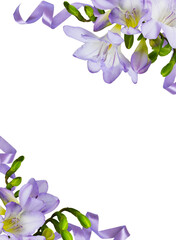 Purple freesia flowers and satin ribbons in corner arrangements isolated on white or transparent background
