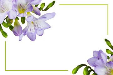 Purple freesia flowers in corner arrangements and a green frame isolated on white or transparent background