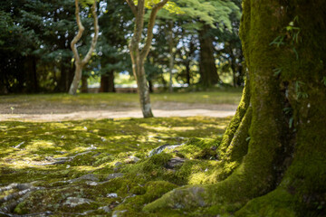 苔と樹木