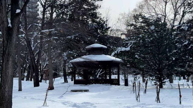 Quiet snow covered forest of tall leafless trees