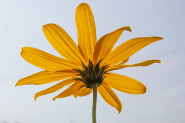 Jerusalem Artichoke Flower on White Background