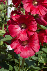 Close-Up of Red Hollyhock Flower