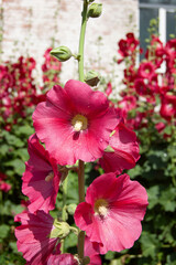 Close-Up of Red Hollyhock Flower