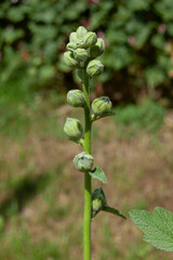 Close-Up of Red Hollyhock Flower