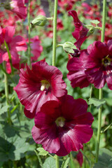 Close-Up of Red Hollyhock Flower