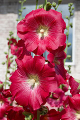 Close-Up of Red Hollyhock Flower