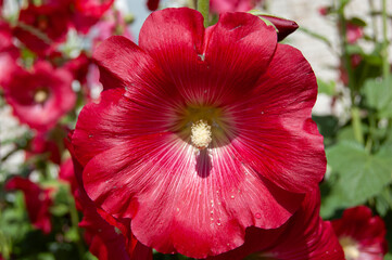 Close-Up of Red Hollyhock Flower