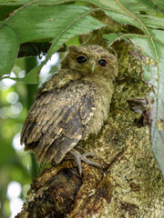 The Javan scops owl (Otus angelinae) is a small species of owl is endemic to the island of Java, Indonesia.