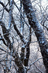 눈 덮힌 나무들