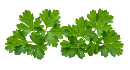 Four vibrant clusters of emerald green parsley leaves showing macro vein texture, isolated on a transparent studio background with copy space. concept of purity and culinary freshness