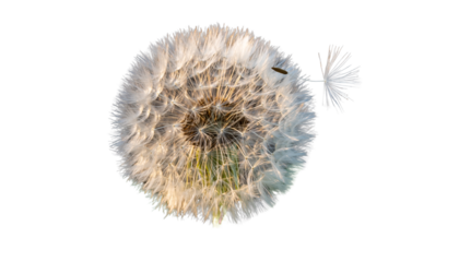Dandelion Seed Head with Flying Seeds Isolated on White background PNG
