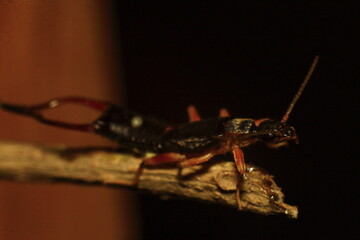 praying mantis on a wooden table