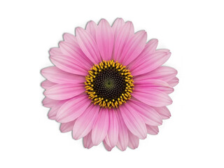 Delicate pink gerbera daisy in full bloom
