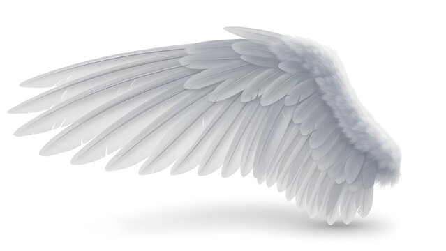 A white feathered wing is spread out against a plain background