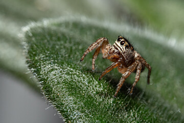 Fototapeta premium Jumping Spider Exploring Textured Leaf Surface