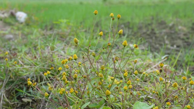 Fresh flowering para cress plant, toothache plant Acmella oleracea
