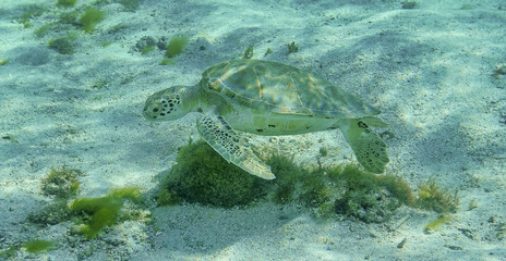 Green Sea turtle (Chelonia mydas) at lagoon of Petite Terre islet - Caribbean island Guadeloupe