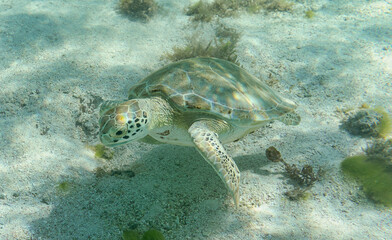 Close-up view of a Green Sea turtle (Chelonia mydas) at lagoon of Petite Terre islet - Caribbean island Guadeloupe