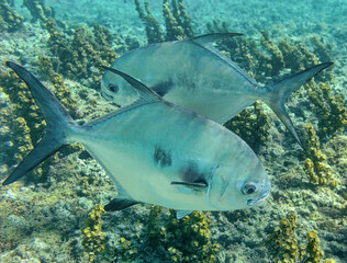 Close-up view of a pair of permit (Trachinotus falcatus) at lagoon of Petite Terre islet - Caribbean island Guadeloupe