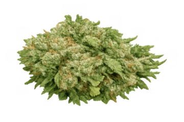 Cannabis bud with sticky trichomes on transparent background, representing medicinal and recreational uses