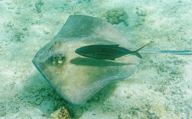 A southern stingray (Hypanus americanus) accompanied by a rainbow runner (Elagatis bipinnulata) at lagoon of Petite Terre islet - Caribbean island Guadeloupe