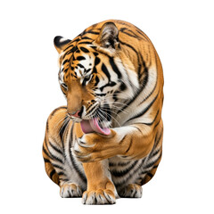 Fototapeta premium Bengal tiger with pink tongue extended licking its paw against a stark black background big cat feline
