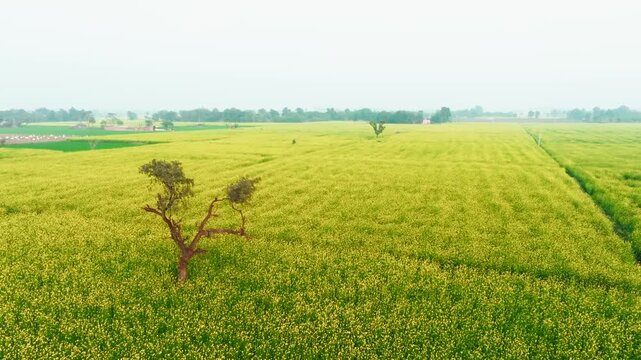 Aerial view of vibrant yellow crop fields creating a textured landscape, contrasting with green patches and distant trees, Alwar, Rajasthan, India.