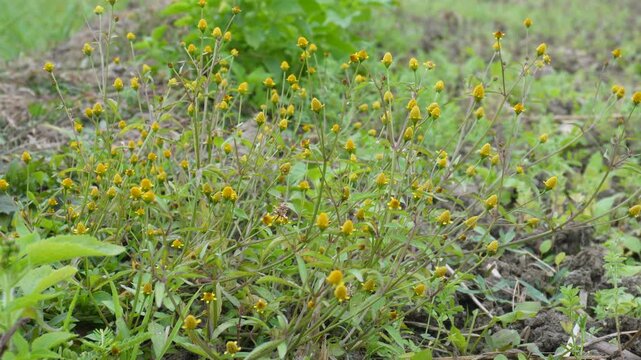 Acmella oleracea, known as toothache plant or paracress